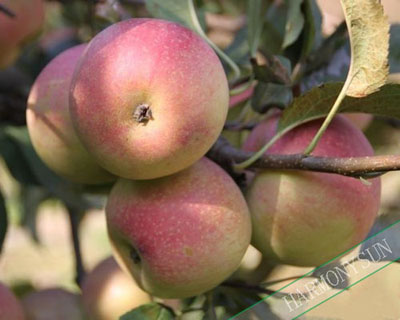 guoguang apple
